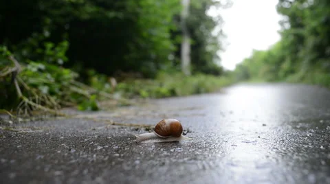 Snail Movement Stock Footage 61939614