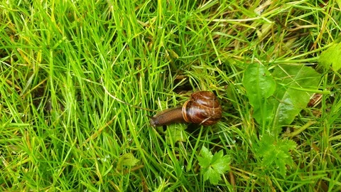 Snail movement on the grass. Snail close up. Stock Footage 112620776