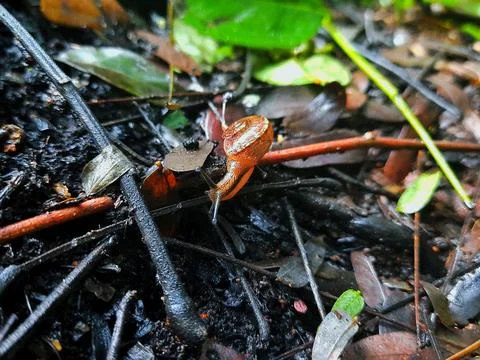 Snail Movement Foto stock