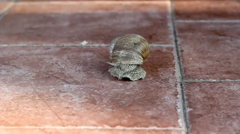 Snail movement time lapse. Stock Footage 36717303