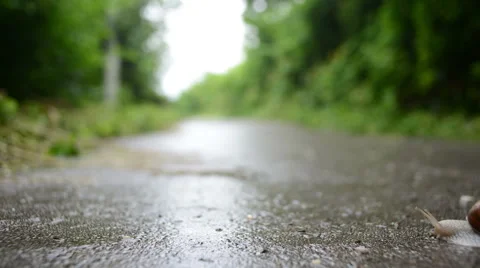 Snail Movement-Time Lapse Stock Footage 61939620