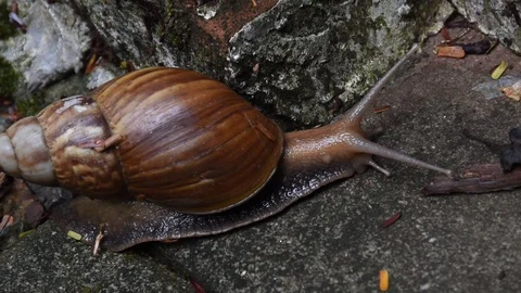 The snail moves on footpath cement Stock Footage 130139012