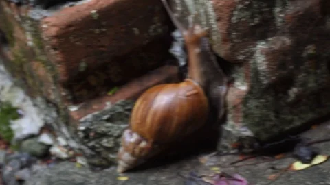 The snail moves on footpath in garden Stock Footage 130138993
