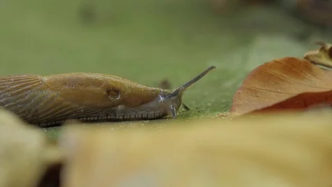 Snail moves on forest ground Stock Footage 81116143