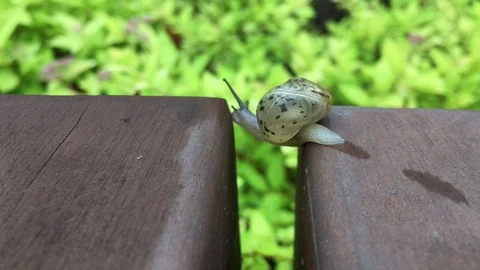 The snail that moves forward over adversity. Video stock 90029702