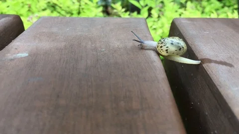 The snail that moves forward over adversity. Stock Footage 90029707