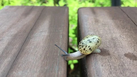 The snail that moves forward over adversity. Stock Footage 90029716