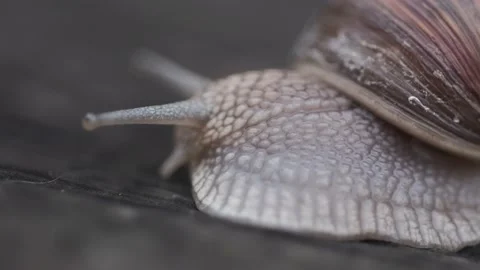 Snail moves its horns Stock Footage 136047460