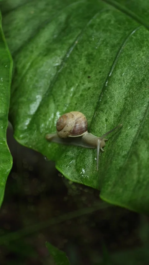 Snail moves over tropical leaf in vibrant rainforest ecosystem Stock-Footage 337016808