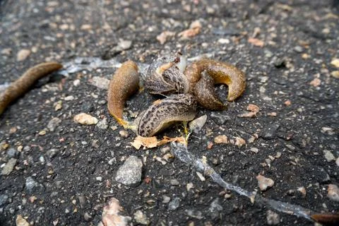 Snail moves Stock Photos