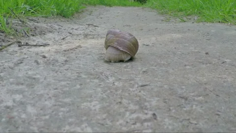 Snail moves on the road Stock Footage 102049668