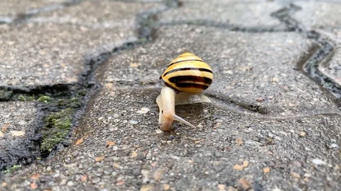 Snail moves to the side real time Stock Footage 110784848