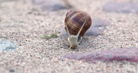 Snail moves at a slow pace, a view of its face Stock Footage 168967381