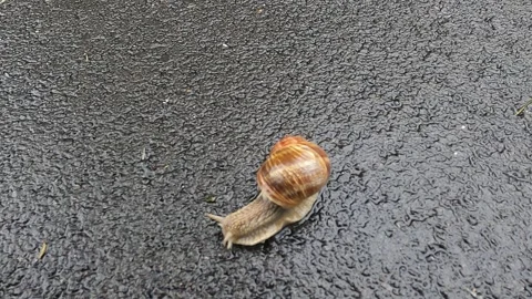 Snail moves slowly in the rain Vídeo Stock 241839930
