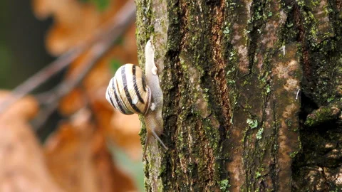 The snail moves on a tree Stock Footage 107746440