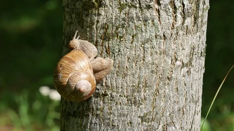 A snail moves on a tree. 動画素材 115234029