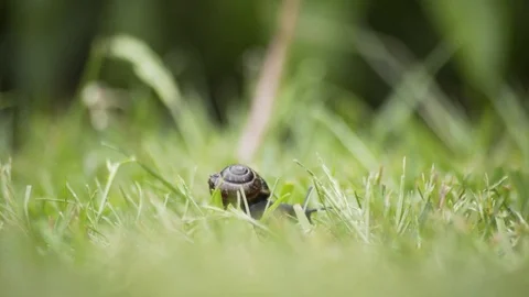 Snail Moving Across The Grass Macro 4K Stockbeeldmateriaal 85229424