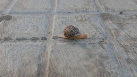 Snail Moving Across a Sidewalk Video stock 155292447