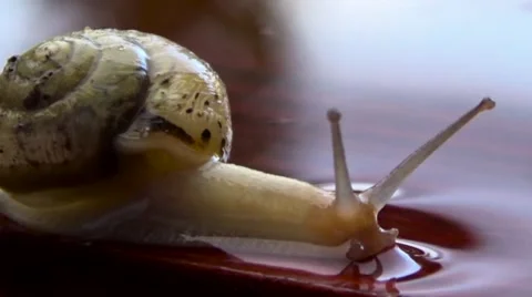 Snail moving after rain. Stock Footage 54304528
