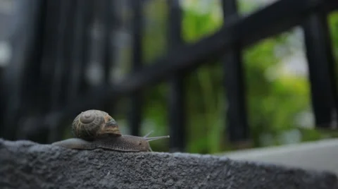 Snail moving along the sidewalk Stock Footage 45112513
