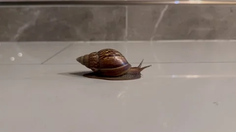 A snail is moving and looking at things. Stock Footage 276227193