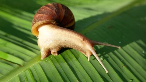 Snail Moving Around Stock Footage 80332441