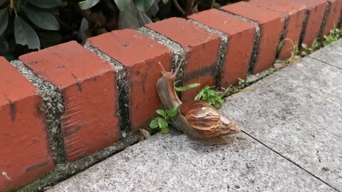 A snail moving on bricks Stock Footage 156306343