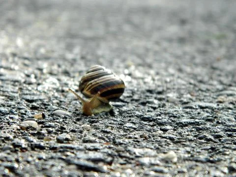 A snail is moving - close up Foto stock