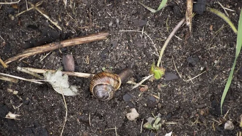 Snail Moving In The Dirt Macro 4K Stockbeeldmateriaal 85230019