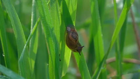Snail is moving down the  fresh green spring grass in the morning Stock Footage