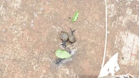 Snail moving on the floor Stock Footage 77196641