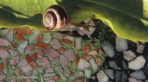 Snail moving up Stock-Footage 22758156