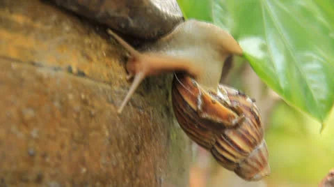 Snail Moving Stock Footage 24466562