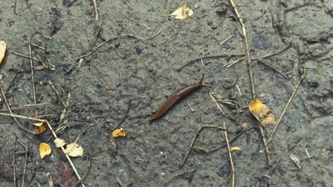 Snail moving Stock Footage 141711390