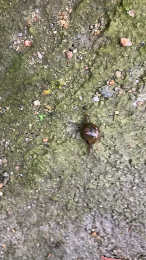 Snail moving Stock Footage