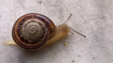 Snail moving Stock Footage 154501735