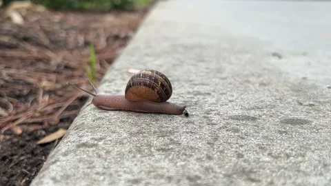 Snail Moving Stock Footage 175844959