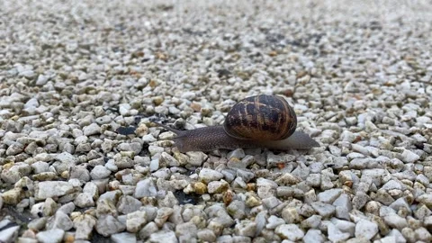 Snail moving Stock Footage 217363918