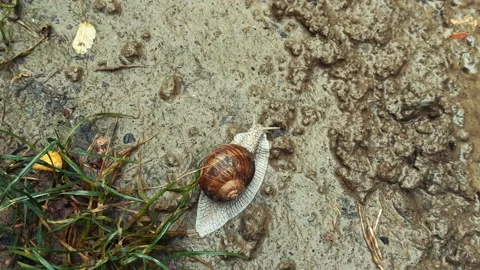 Snail moving forward Stock Footage 141711316