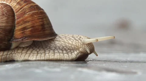 Snail moving forward SLOW-MO Stock Footage 53535391