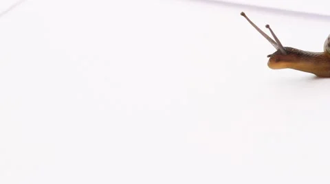 Snail moving into frame Stock Footage 42132206