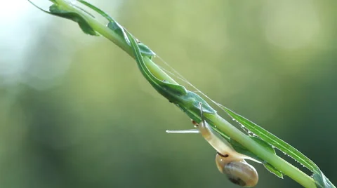 Snail moving on grass Stock Footage 47250648