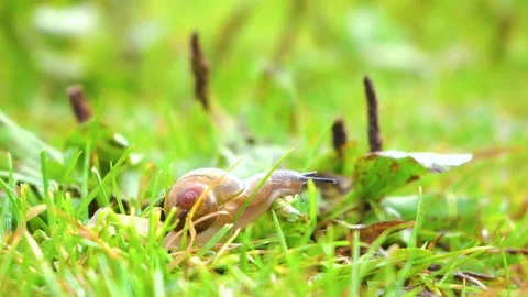 Snail moving on grass Stock Footage 241477277