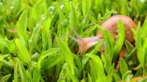Snail moving in grass in the garden Video stock 104194246