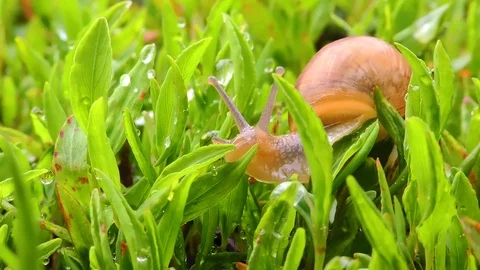 Snail moving in grass in the garden Video stock 104593830