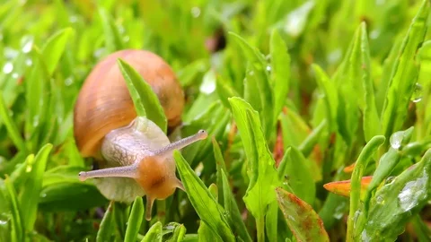 Snail moving in grass in the garden Video stock 104663689