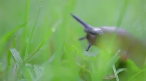 A snail is moving in the grass - macro view Stock Footage 56872836
