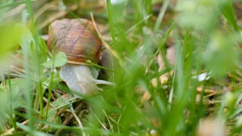 Snail Moving In The Grass In Spring Stock Footage 88475006