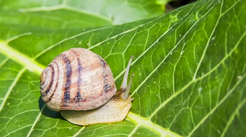 Snail Moving On a Green Leaf Stock-Footage 59547157