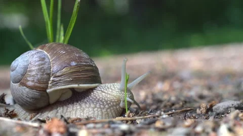 Snail moving on ground Stock Footage